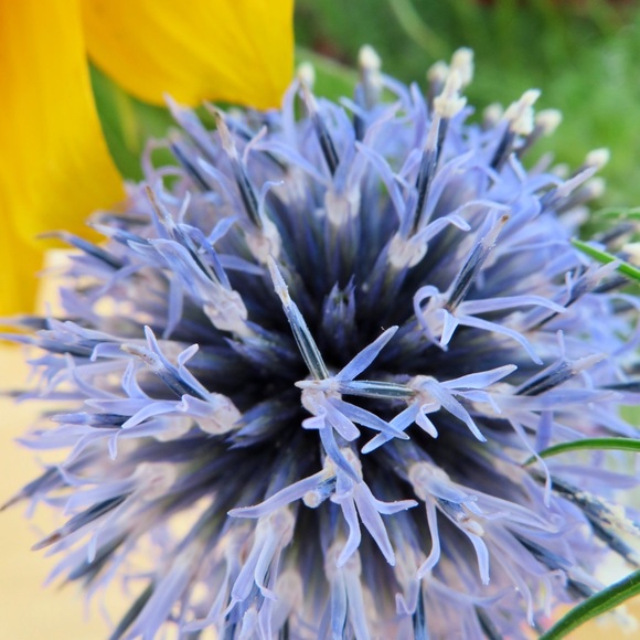 Meet your Posher, Tia - Picture 1 of 1